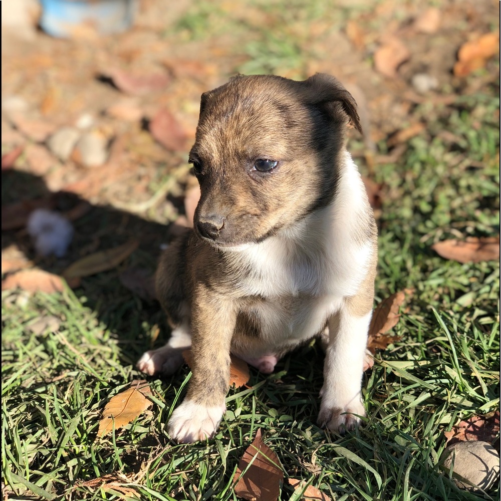 Puppy’s - Picture 3 of 8